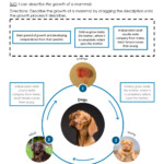 Mammal Life Cycle Describe A Worksheet