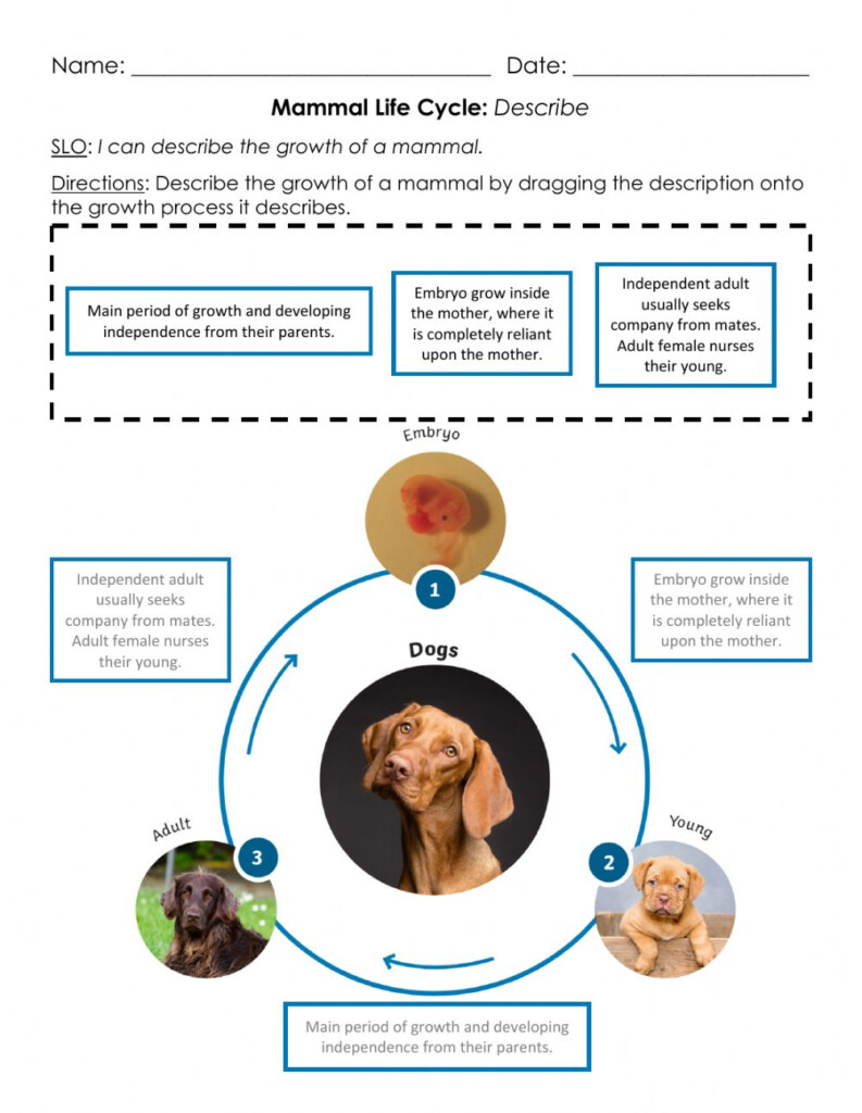 Mammal Life Cycle Describe A Worksheet