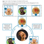 Mammal Life Cycle Match A Worksheet