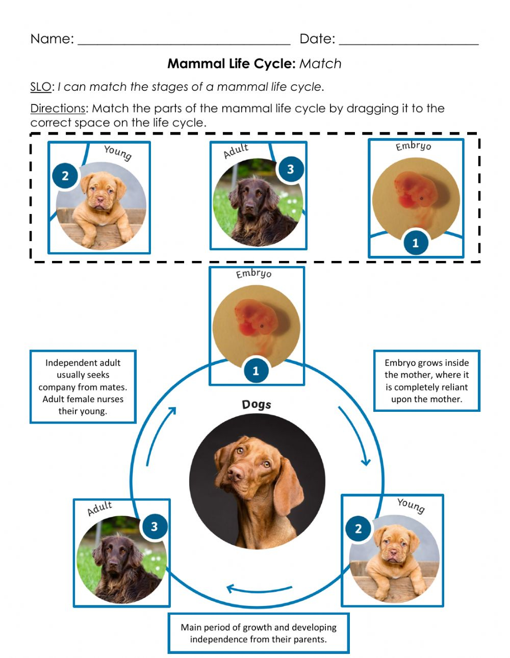 Mammal Life Cycle Match A Worksheet