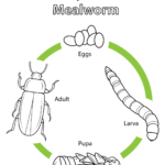 Mealworm Life Cycle Color Page Google Search Life Cycles Insect