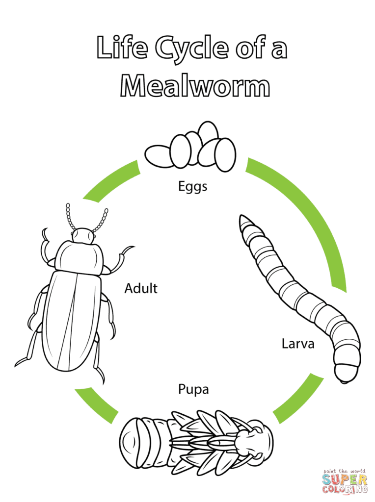 Mealworm Life Cycle Color Page Google Search Life Cycles Insect 