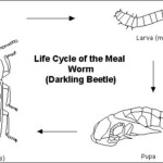 Mealworm Life Cycle Diagram Clip Art Library