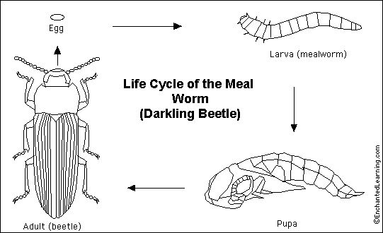 Mealworm Life Cycle Diagram Clip Art Library