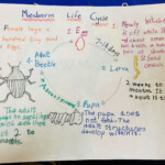 Mealworm Life Cycle Worksheet