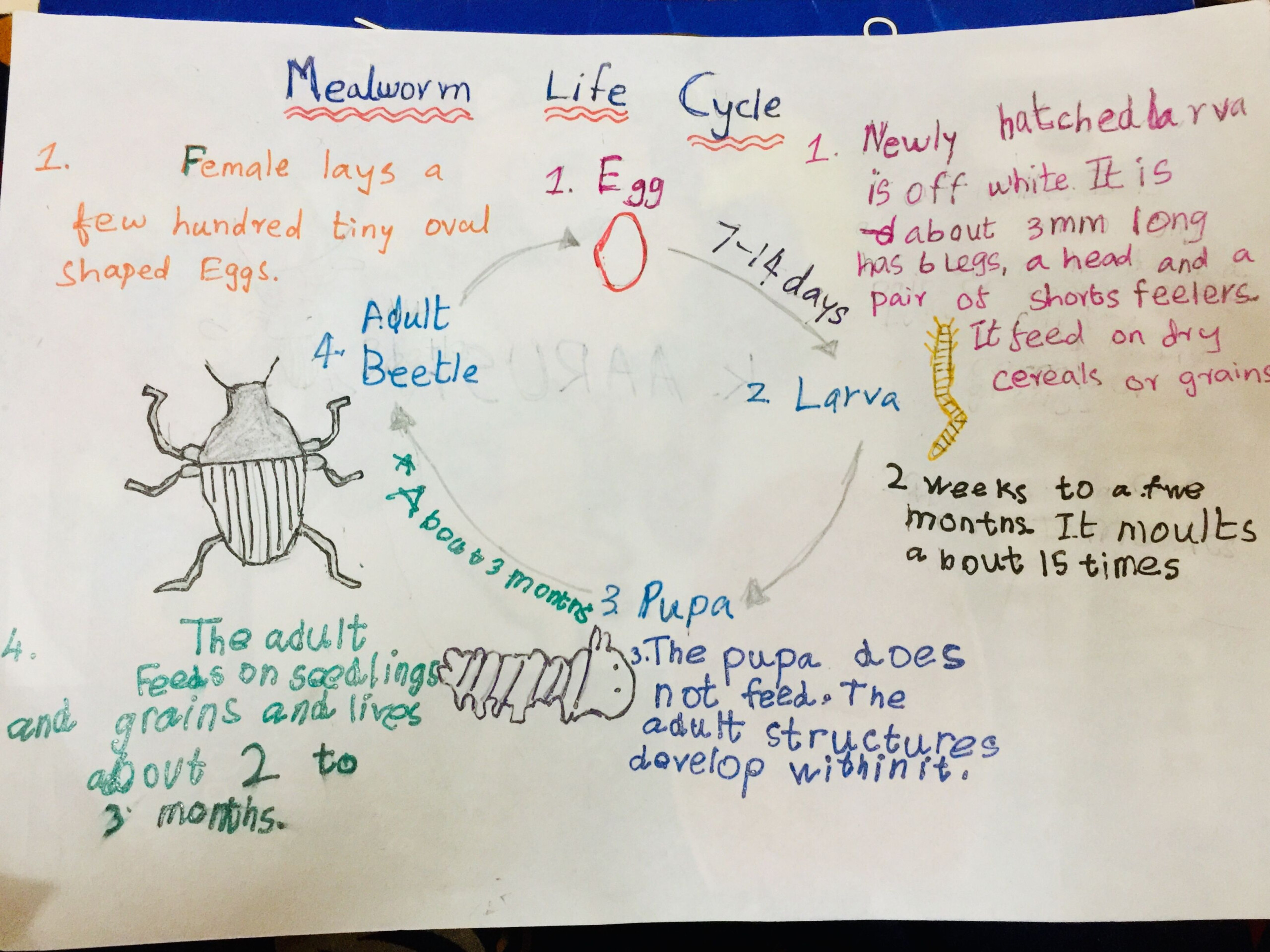 Mealworm Life Cycle Worksheet