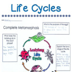 Mealworm Life Cycle Worksheet