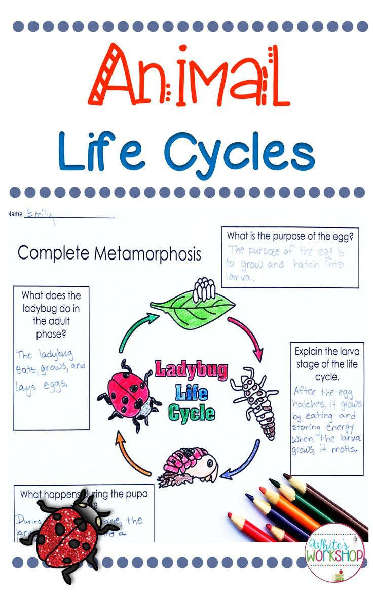 Mealworm Life Cycle Worksheet