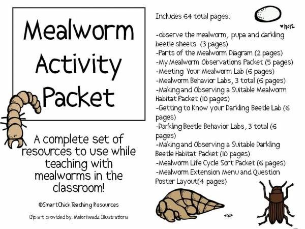 Mealworms In The Classroom Second Grade Science 4th Grade Science 