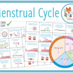 Menstrual Cycle Card Sort KS3 4 Teaching Resources