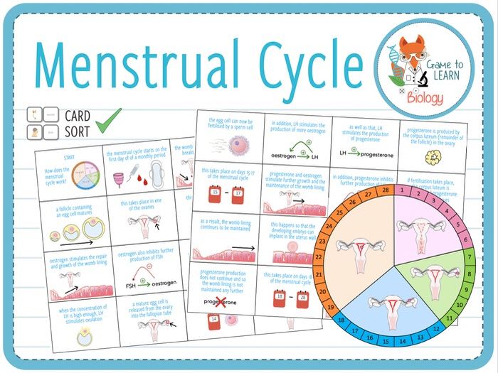 Menstrual Cycle Card Sort KS3 4 Teaching Resources