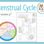 Menstrual Cycle Crossword KS3 4 Teaching Resources