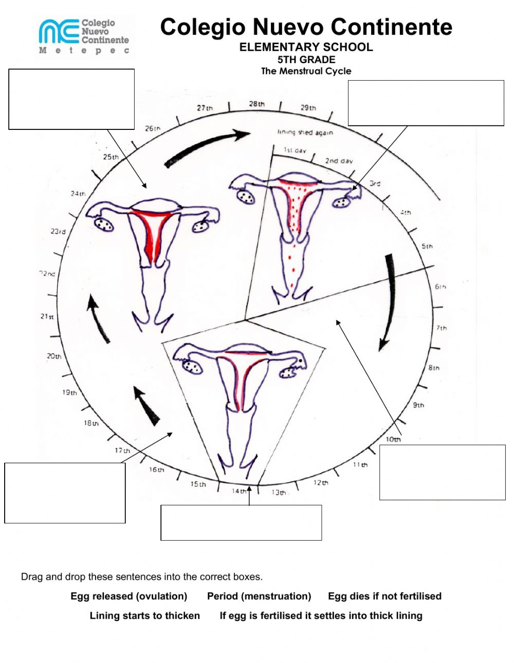 Menstrual Cycle Interactive Worksheet