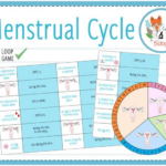 Menstrual Cycle Loop Game KS3 4 Teaching Resources