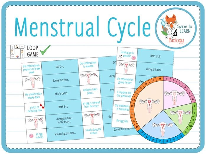 Menstrual Cycle Loop Game KS3 4 Teaching Resources