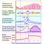 Menstrual Cycle Phases MyMonthlyCycles