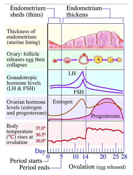 Menstrual Cycle Phases MyMonthlyCycles