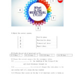 Menstrual Cycle Worksheet