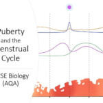 Menstrual Cycle Worksheet GCSE Biology AQA Teaching Resources