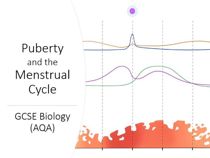 Menstrual Cycle Worksheet GCSE Biology AQA Teaching Resources