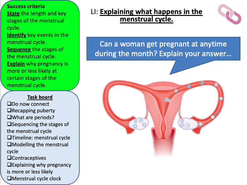 Menstrual Cycle Worksheet Ks3 Worksheet Template Free