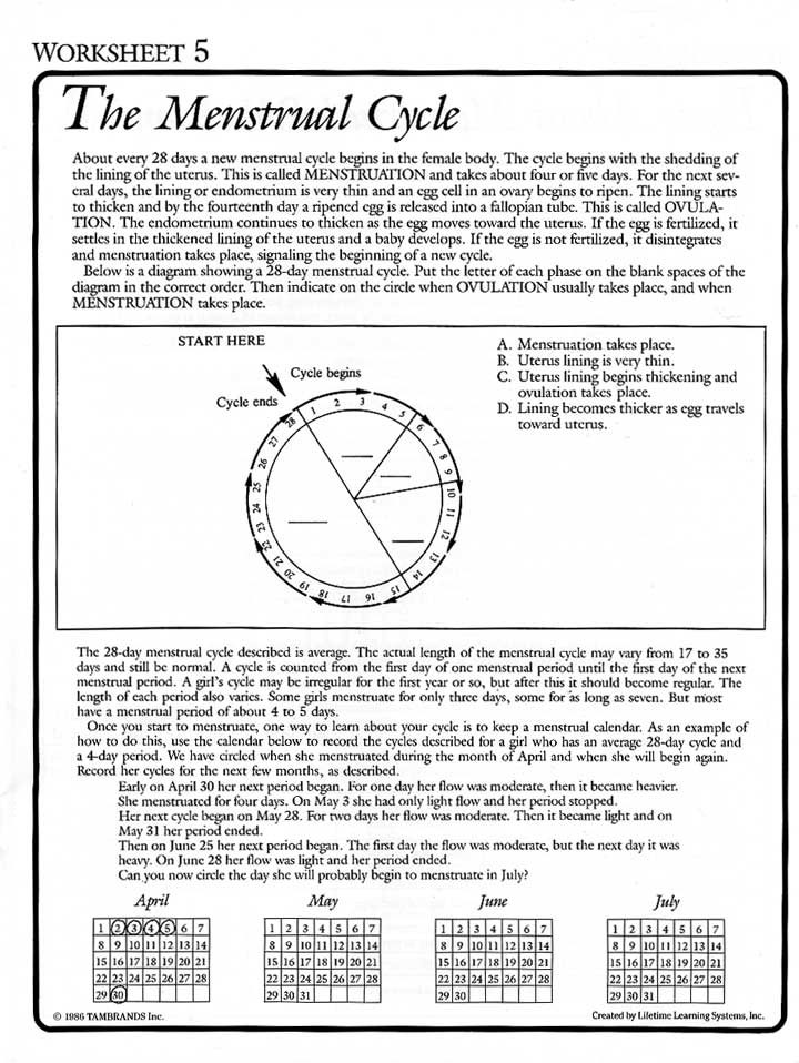 Printable Menstrual Cycle Worksheet 