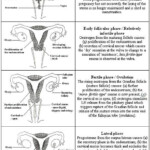 Menstrual Cycle Worksheet Worksheet