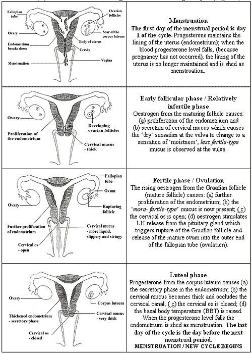 Menstrual Cycle Worksheet Worksheet