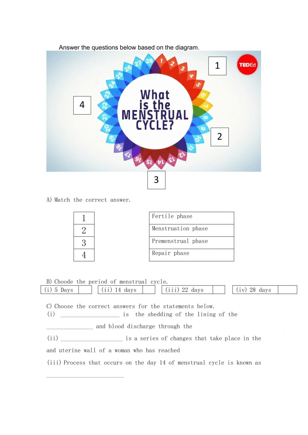 Menstrual Cycle Worksheet