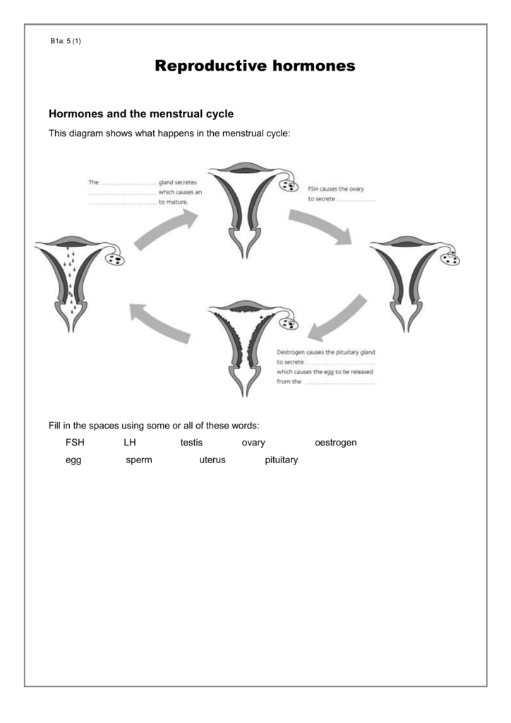 Menstrual Cycle Worksheets