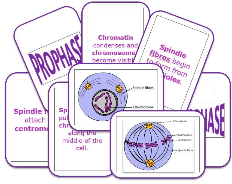Mitosis Activity Cell Cycle Game In 2021 Mitosis Activity Mitosis 