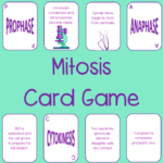 Mitosis Activity Cell Cycle Game Mitosis Activity Interactive