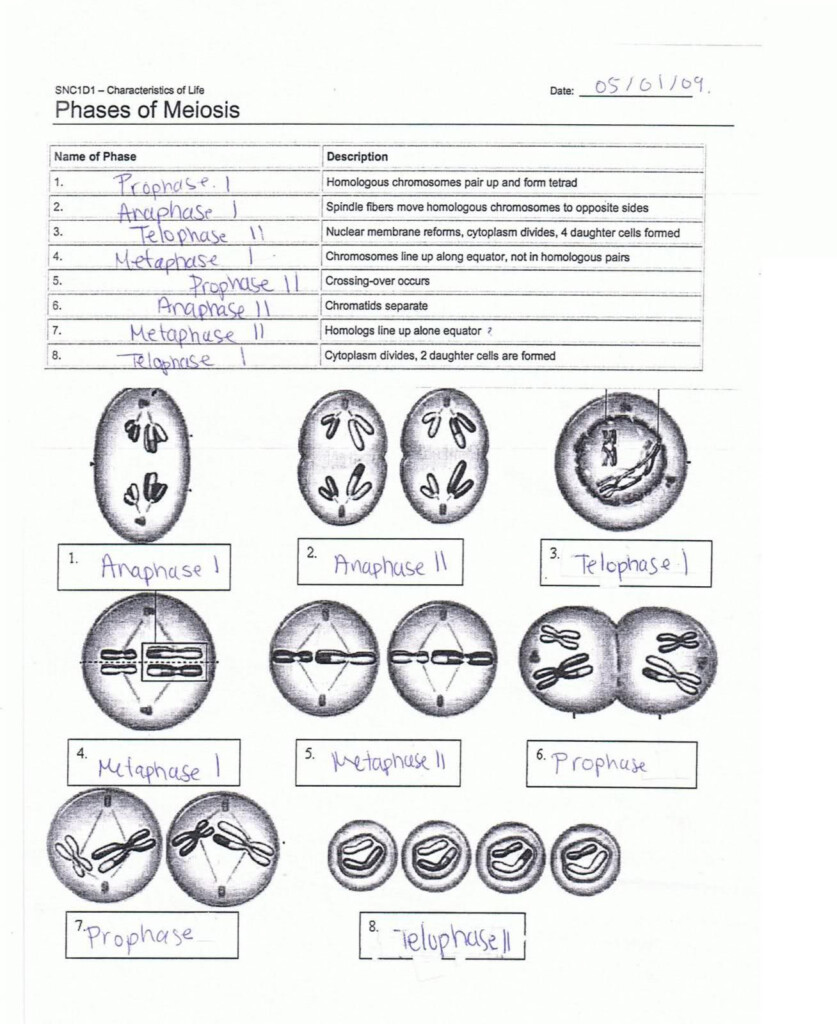 Mitosis And Meiosis Worksheet Answer Key