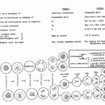 Mitosis Sequencing Worksheet Answers TUTORE ORG Master Of Documents