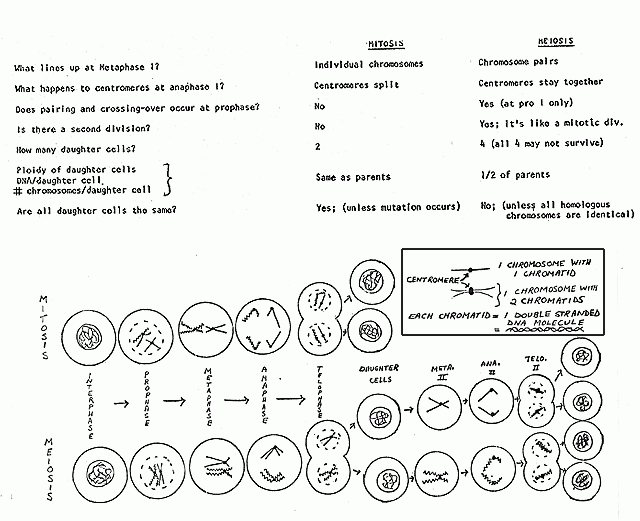 Mitosis Sequencing Worksheet Answers TUTORE ORG Master Of Documents