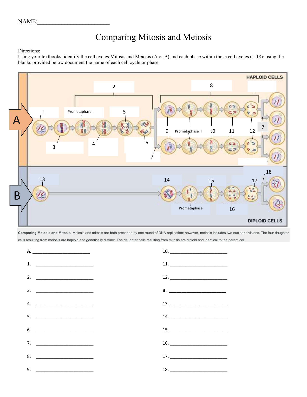 Mitosis Vs Meiosis Worksheet