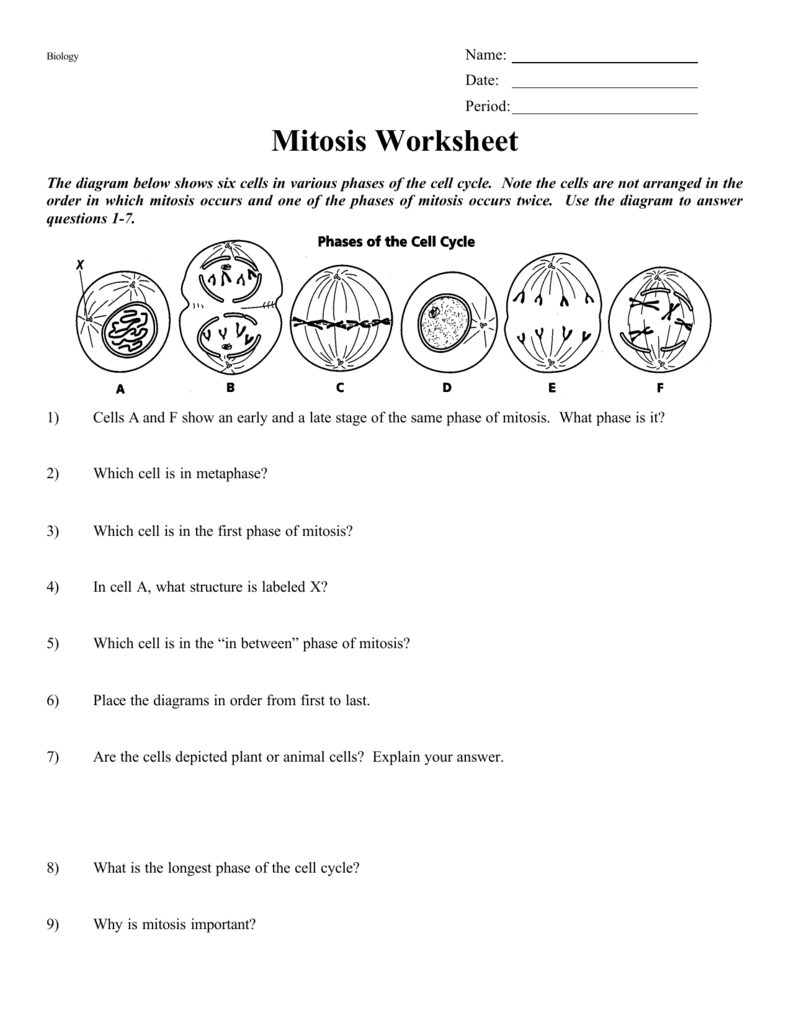 Mitosis Worksheet