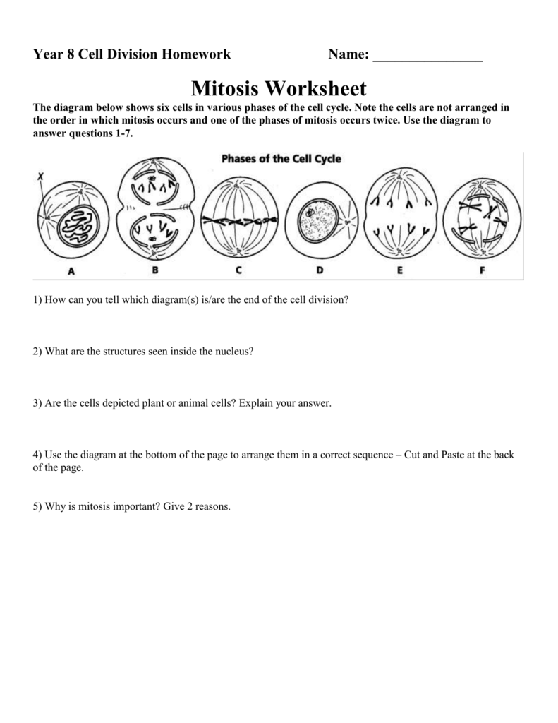 MITOSIS WORKSHEET