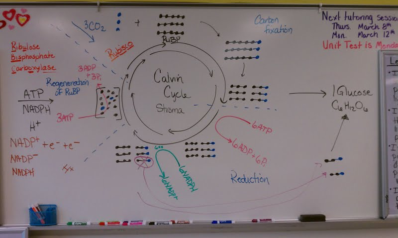 Mrs Averett s Classroom Introduction To Biochem