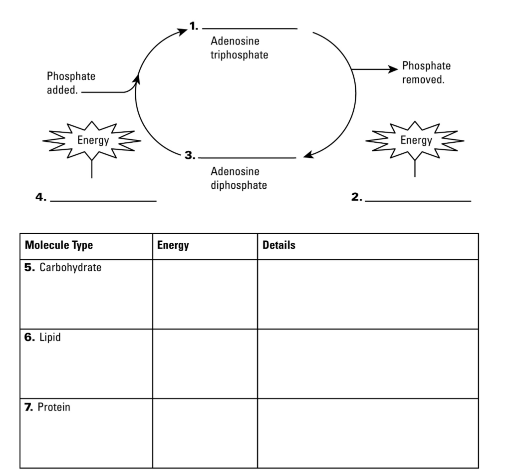 Mrs Cruz s Biology Class Ch 4 1 Chemical Energy ATP