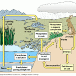 Msmcgartland licensed For Non commercial Use Only The Phosphorus Cycle