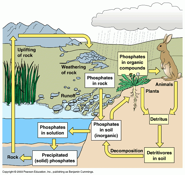 Msmcgartland licensed For Non commercial Use Only The Phosphorus Cycle