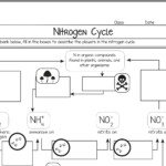 Nitrogen Cycle Diagram Worksheet Answer Key Kidsworksheetfun