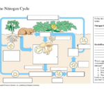 Nitrogen Cycle Nitrogen Cycle Nitrogen Nitrogen Fixation