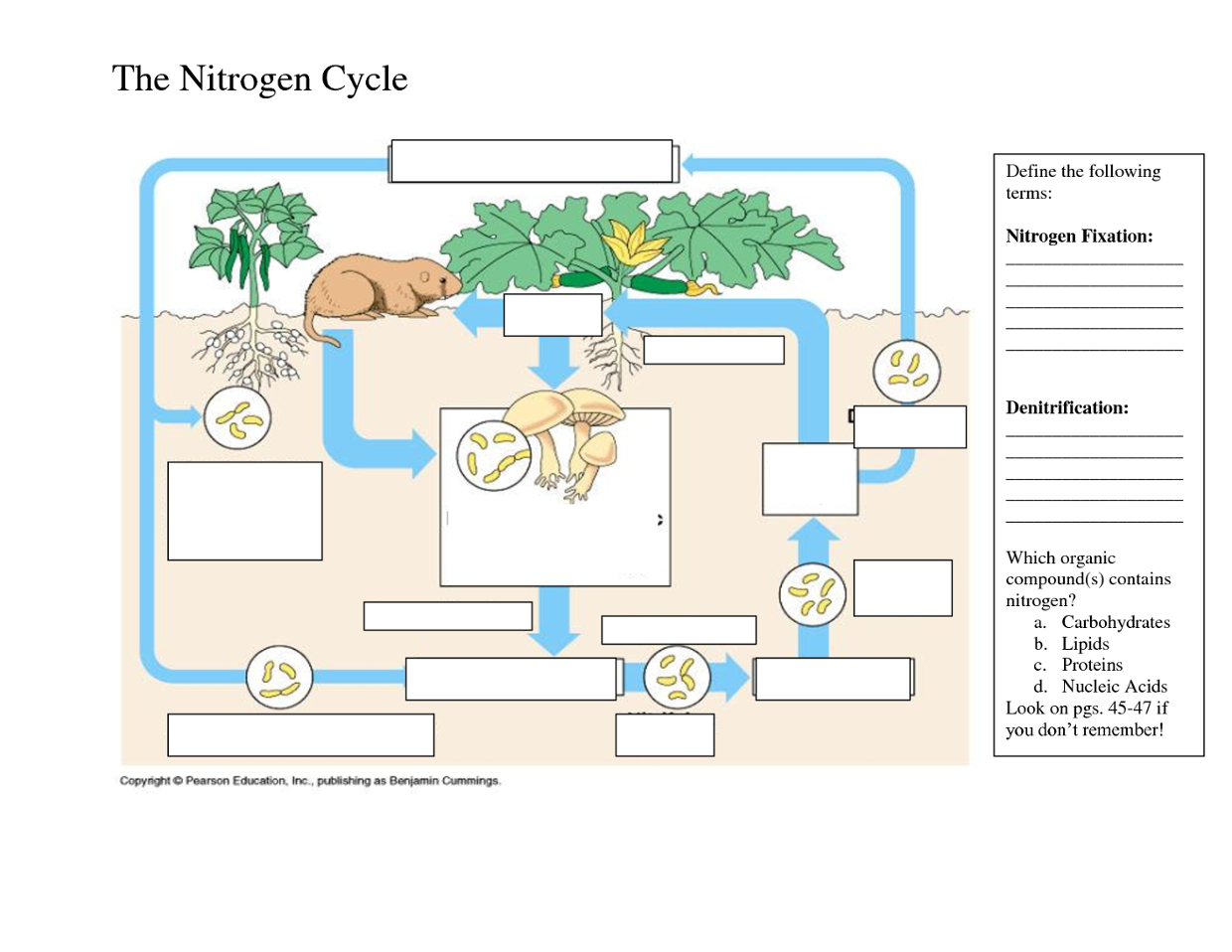 Nitrogen Cycle Nitrogen Cycle Nitrogen Nitrogen Fixation