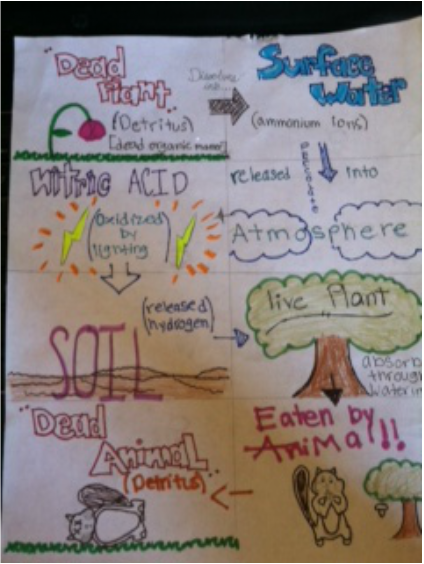 Nitrogen Cycle Passport Angelica Sanabria