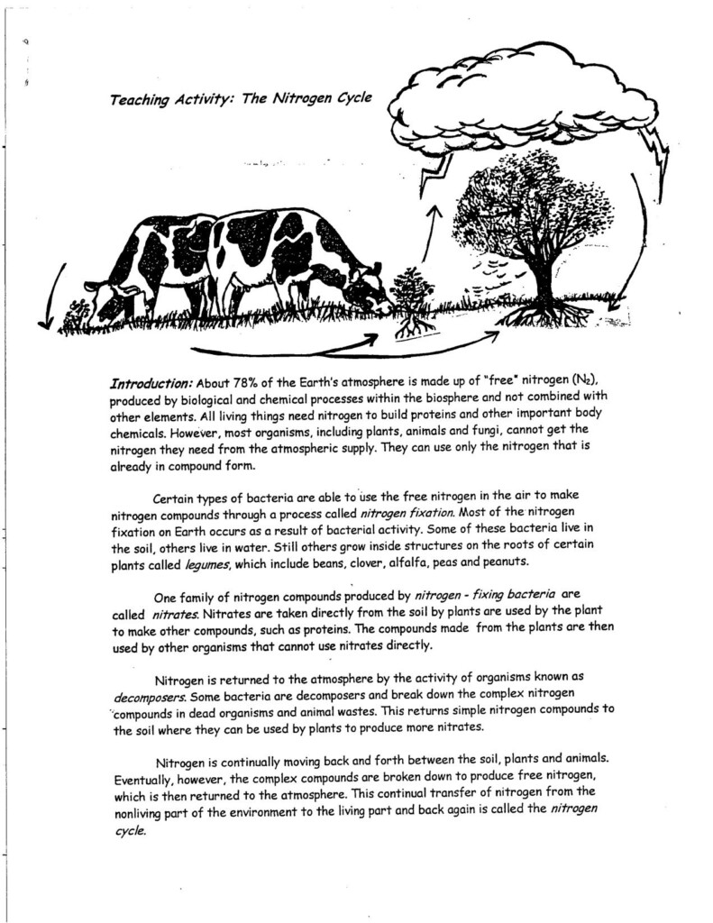 Nitrogen Cycle Worksheet Answer Key