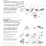 Nitrogen Cycle Worksheet Answer Key Db excel