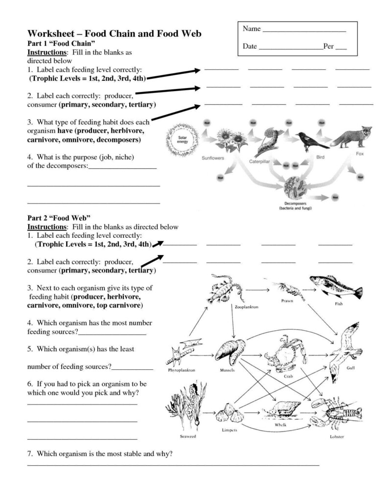 Nitrogen Cycle Worksheet Answer Key Db excel