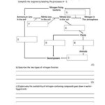 Nitrogen Cycle Worksheet Answer Key Nitrogen Cycle Diagram Worksheet